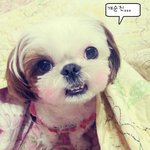 (개순진 개피곤 개빡<b>침</b>) 햇님<b>이</b>를 소개합니다