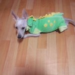 인천 서구 연희동 <b>우성</b>아파트에서 개 데려가신분 ㅜㅜ