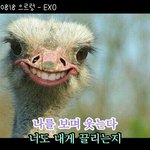 [비상대피소] 으르렁 - <b>타조</b>
