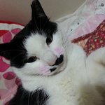 개두마리와 길고양이
