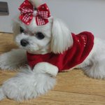 저희<b>집</b> 귀요미 딸기 소개 함<b>니</b>닷 ㅋㅋㅎㅎㅎ