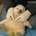 귀여운 <b>곰들</b>의 일상 움짤모음.gif