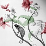 X-ray 사진을 아트로 만든 작가: Arie van 't Riet