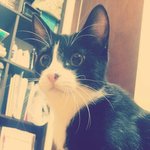 검빵이와 <b>토미</b>의 사랑이야기