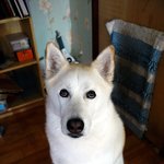 [허스키<b>심바</b>] <b>심바</b>의 일상 , 새해 복 많이 받으세요.