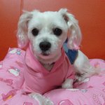 내<b>동생</b> 딸기양소개합니다
