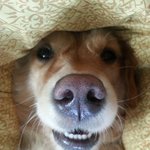 골든리트리버 ♬    딱지랑 별이네 2탄!!   ♬