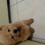 가슴으로 낳은 자식  쟈나를 소개해요