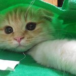 <b>비닐</b>봉지만 있으면 신나하는 니니