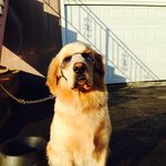 저희집 리트리버 에요