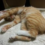 [냥판] 깨봉 &amp; 빡두