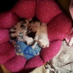 [냥특수부대] 둥이이야기 17탄 누구게고양이