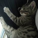 [고양이] 주인을 찾습니다.