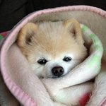 추운 날씨에 담요 두른 귀여운 <b>동물</b>들