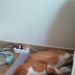 이 고양이의 자는 법