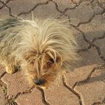 [별이랑<b>딱지</b>] 골든리트리버  ♬  별이랑 딱지네 3탄!! ♬