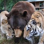 님들은 아직도 고슴도치에 대단함을 모르는데 이놈이 과거에 국내포털...