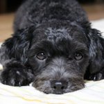 블랙푸들 5살 <b>몽이</b>예요~~ ^^