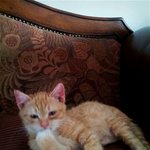 [0987] 아기 고양이 키워주실분 찾아요.