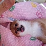 [귀여운동물] 어딜가나 인기만점인 <b>쭈쭈</b> 사진방출