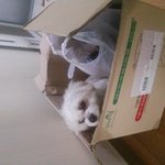 강아지 버림