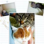[고양이] 스코티쉬 스트레이트(뚱이) &amp; <b>폴드</b>(떙이)