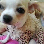 [쫑이네] 쫑이이모 조카 강산이네1