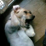 [인피니트] 오르지 못할 <b>나무</b>