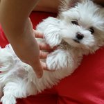 말티즈<b>아가</b> 마루짱