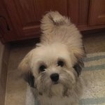 [아니스언니] 하바네즈 6개월 꼬마의 하루