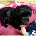 블랙푸들 <b>몽이</b>~ 새끼때 사진이예요... ^^