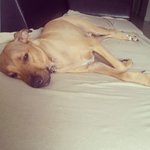 마이애미견 <b>후추</b>이야기(3) - 쿠퍼의 등장