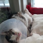 길고양이 구조했어요~