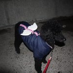 [믹써기네] [스탠다드푸들] 믹써기네 새해와 <b>지난날</b>을 돌아보며?..