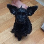 [송봉달이] 우리집 개양이 개봉<b>달</b> 이야기