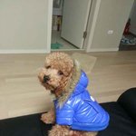 (귀염주의) 저희 <b>윌리</b> 패딩 입혀줬어요>_<