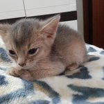 고양이랑 동거중입니다