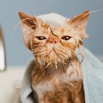 귀여운 불만 가득한 표정의 고양이 모음