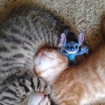 사이좋게 잠든 <b>동물</b>들의 모습