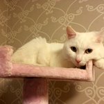 [하얀<b>롯</b>츠] [<b>롯</b>츠] 장난꾸러기 하얀 고양이