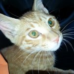 [고양이] 한 2-3개월된 아깽이 분양하실분ㅠㅠ