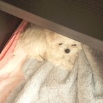 아리아와 유기농원숭이<b>밧줄</b>인형