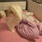 [<b>대두</b>고양이] 트위스트냥냥