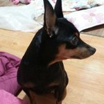 강아지가 무지개다리를건넜어요