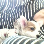 <b>웰시</b>코기 멀티의 근황