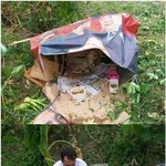 [<b>작두</b>] 죽어가는 유기견