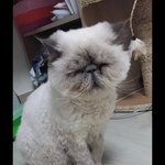 우리 개냥이 <b>지섭</b>이를 소개합니다