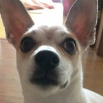 7년째함께해온우리뭉뭉이