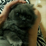 [고양이] 페르시안 스모키 <b>살</b>금이를 소개합니다! 스압有