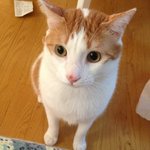 [고양이] 고양이 자랑해요~미<b>미미</b>미친미모~~